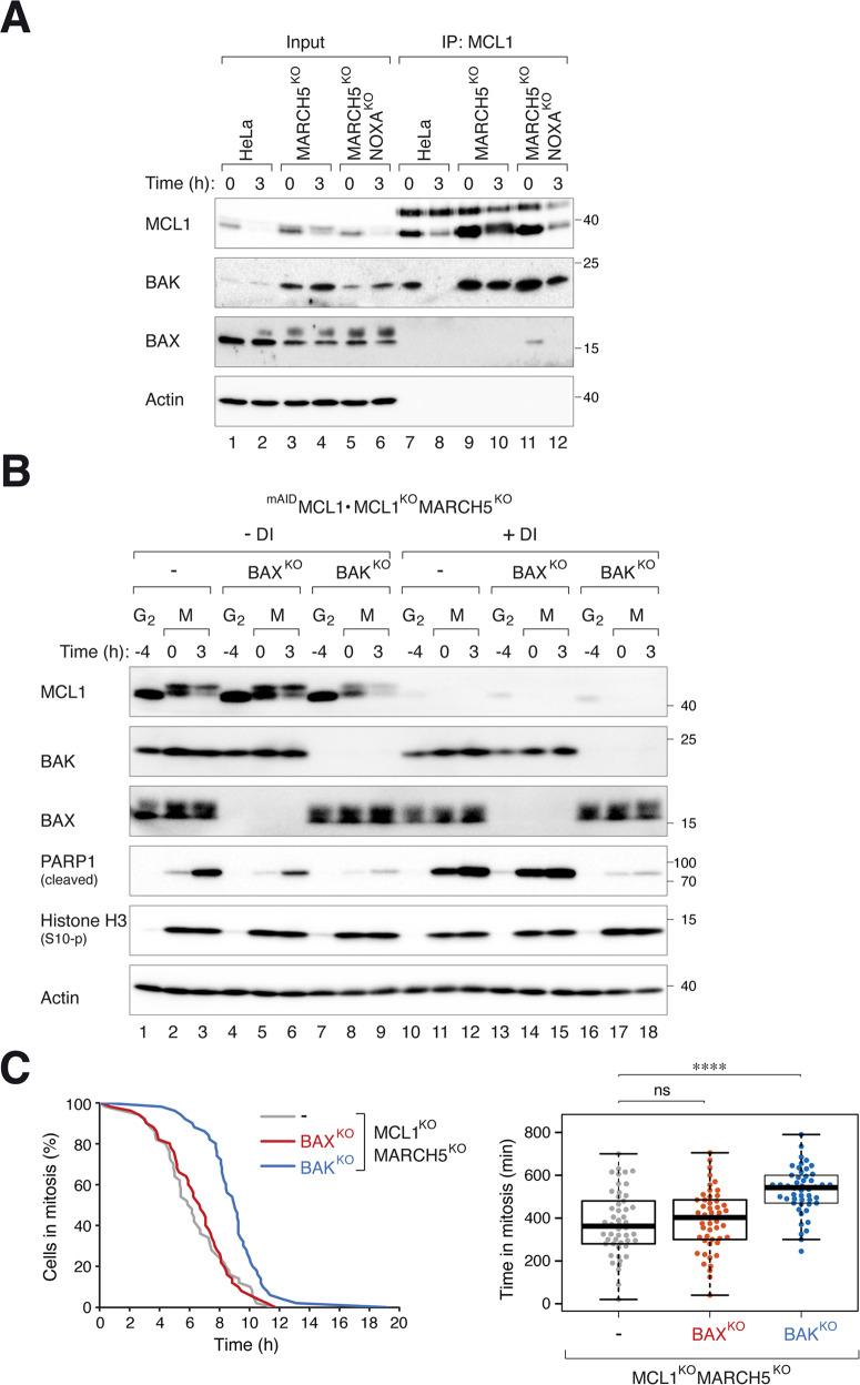 https://cdn.ncbi.nlm.nih.gov/pmc/blobs/42cb/9984497/7744d7751790/41418_2022_1080_Fig6_HTML.jpg