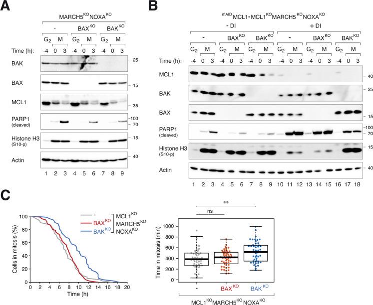 https://cdn.ncbi.nlm.nih.gov/pmc/blobs/42cb/9984497/e21d7c61a6dd/41418_2022_1080_Fig7_HTML.jpg