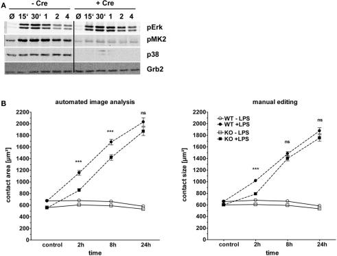 https://cdn.ncbi.nlm.nih.gov/pmc/blobs/42da/3198511/379a6c731c97/fphys-02-00071-g007.jpg