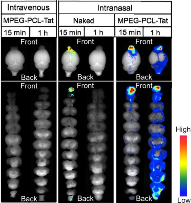https://cdn.ncbi.nlm.nih.gov/pmc/blobs/42da/4294762/50b0d539fab9/mder-8-057Fig6.jpg