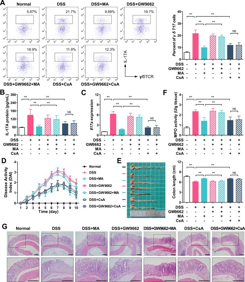https://cdn.ncbi.nlm.nih.gov/pmc/blobs/42db/7490397/02b4636673d8/41419_2020_2969_Fig7_HTML.jpg