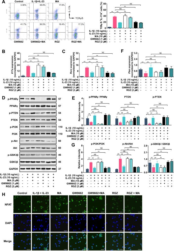 https://cdn.ncbi.nlm.nih.gov/pmc/blobs/42db/7490397/14012cceefb8/41419_2020_2969_Fig6_HTML.jpg