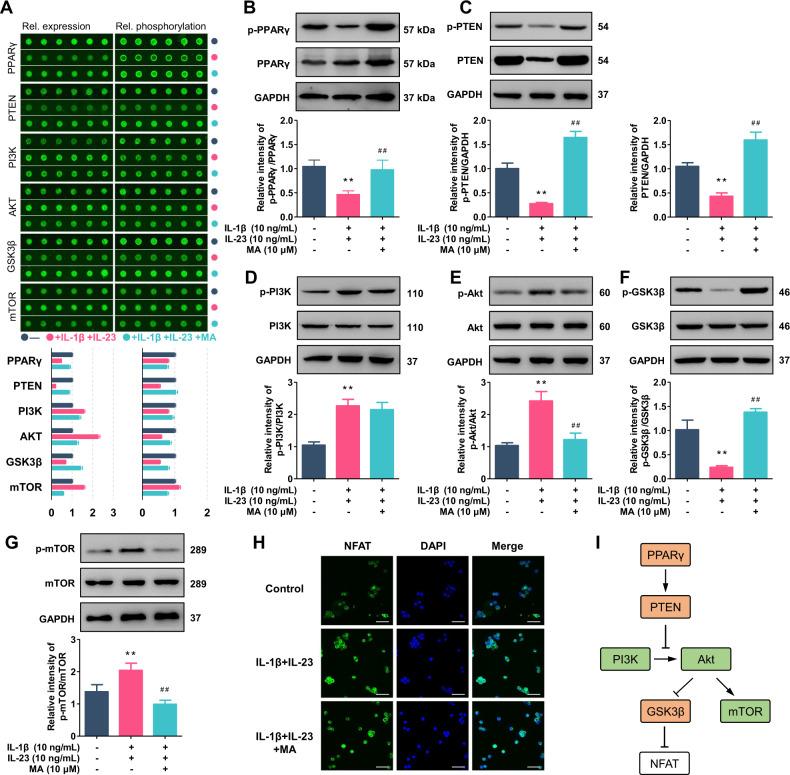 https://cdn.ncbi.nlm.nih.gov/pmc/blobs/42db/7490397/e38ae3b40847/41419_2020_2969_Fig4_HTML.jpg