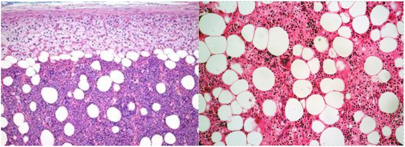 https://cdn.ncbi.nlm.nih.gov/pmc/blobs/42dd/7452051/9c0baa83b4f6/gr3.jpg