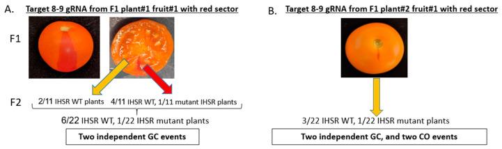 https://cdn.ncbi.nlm.nih.gov/pmc/blobs/42de/7824628/42ae3c4dea97/genes-12-00059-g004.jpg