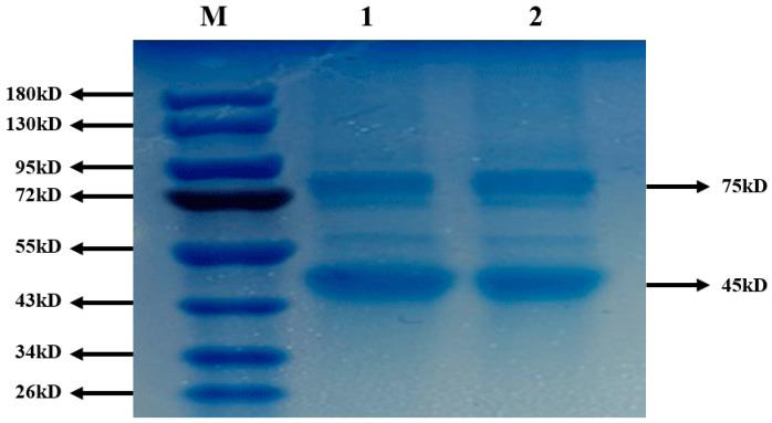 https://cdn.ncbi.nlm.nih.gov/pmc/blobs/42de/8123207/50334927947e/molecules-26-02490-g007.jpg