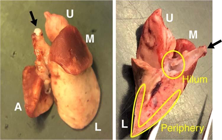 https://cdn.ncbi.nlm.nih.gov/pmc/blobs/42e0/8942852/0a951ca8ef10/41586_2022_4462_Fig11_ESM.jpg