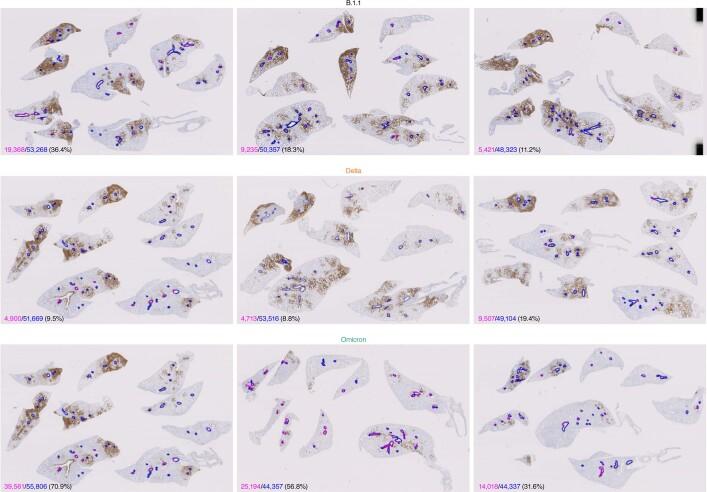 https://cdn.ncbi.nlm.nih.gov/pmc/blobs/42e0/8942852/29ba88395a3b/41586_2022_4462_Fig12_ESM.jpg