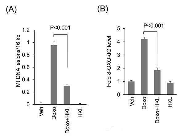 https://cdn.ncbi.nlm.nih.gov/pmc/blobs/42e4/5470953/3de9098c2e91/oncotarget-08-34082-g006.jpg
