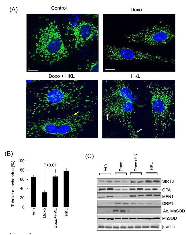https://cdn.ncbi.nlm.nih.gov/pmc/blobs/42e4/5470953/84e010e216cb/oncotarget-08-34082-g003.jpg