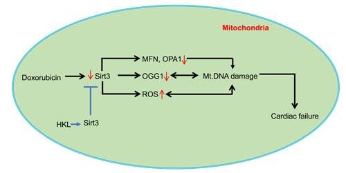 https://cdn.ncbi.nlm.nih.gov/pmc/blobs/42e4/5470953/8b2a86b9f42e/oncotarget-08-34082-g009.jpg