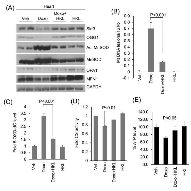 https://cdn.ncbi.nlm.nih.gov/pmc/blobs/42e4/5470953/f3d5cc378e60/oncotarget-08-34082-g007.jpg