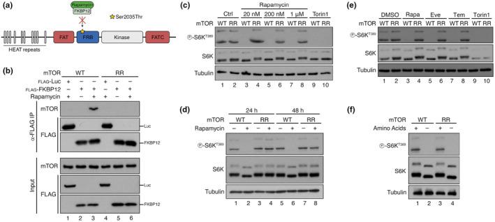 https://cdn.ncbi.nlm.nih.gov/pmc/blobs/42e5/10410055/f9fe6c8e3f8b/ACEL-22-e13888-g004.jpg