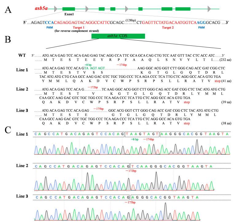 https://cdn.ncbi.nlm.nih.gov/pmc/blobs/42e7/10671462/693fef4bcc57/ijms-24-16364-g001.jpg
