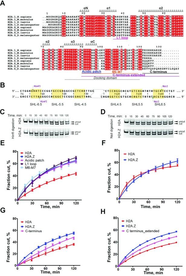 https://cdn.ncbi.nlm.nih.gov/pmc/blobs/42e7/8565303/74c4da21b55d/gkab907fig3.jpg