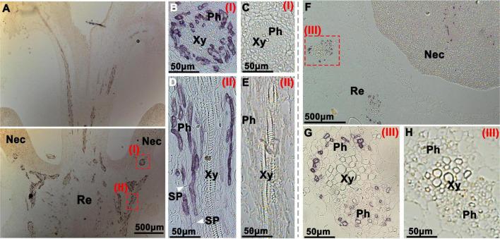 https://cdn.ncbi.nlm.nih.gov/pmc/blobs/42ea/8841823/94a3cba5b4a0/fpls-12-758526-g004.jpg