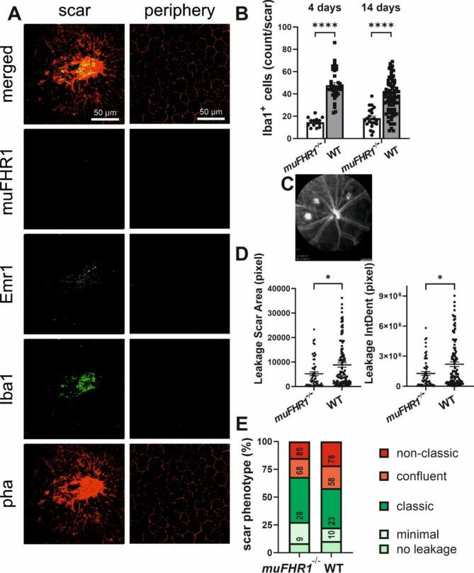 https://cdn.ncbi.nlm.nih.gov/pmc/blobs/42ec/12226897/da59cc9fe023/12974_2025_3499_Fig8_HTML.jpg