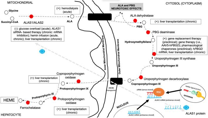 https://cdn.ncbi.nlm.nih.gov/pmc/blobs/42ec/8502968/bc1b999c996c/fnins-15-715523-g005.jpg