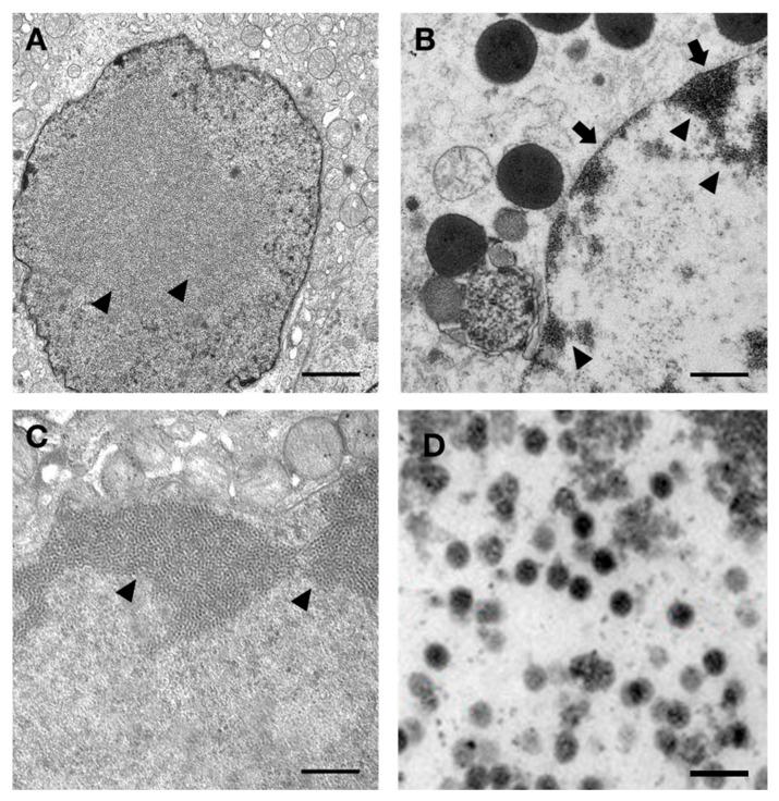 https://cdn.ncbi.nlm.nih.gov/pmc/blobs/42f4/12345491/3176bb203895/animals-15-02190-g003.jpg