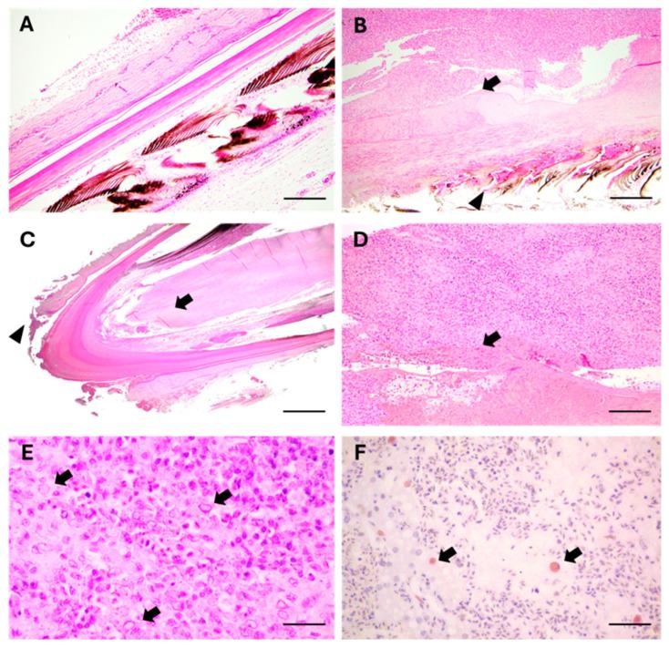 https://cdn.ncbi.nlm.nih.gov/pmc/blobs/42f4/12345491/c37d7a8dba10/animals-15-02190-g002.jpg