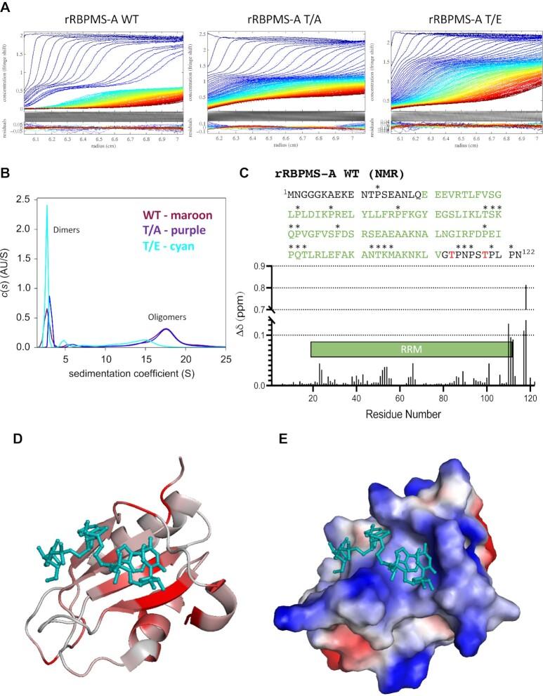 https://cdn.ncbi.nlm.nih.gov/pmc/blobs/42f7/9723635/2969989e969c/gkac1048fig7.jpg