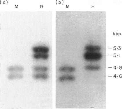 https://cdn.ncbi.nlm.nih.gov/pmc/blobs/42fa/1535742/3aa1d6de89e7/clinexpimmunol00059-0007-a.jpg