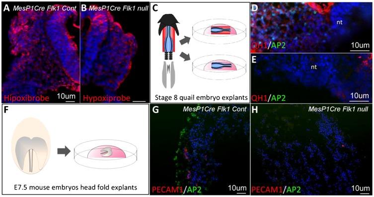 https://cdn.ncbi.nlm.nih.gov/pmc/blobs/42fc/4133721/0ecccccd5ae5/bio-03-08-679-f03.jpg
