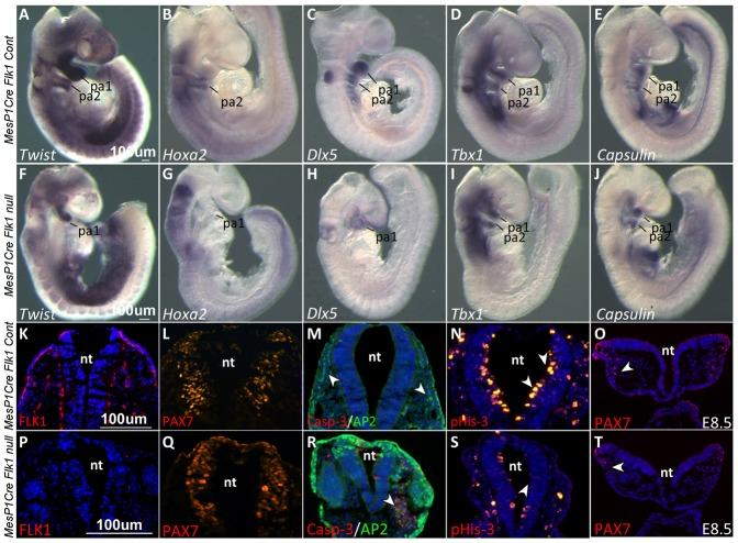 https://cdn.ncbi.nlm.nih.gov/pmc/blobs/42fc/4133721/b1ba62ec78ad/bio-03-08-679-f02.jpg
