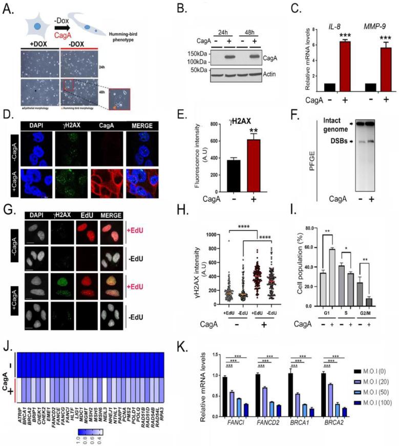 https://cdn.ncbi.nlm.nih.gov/pmc/blobs/42fd/8836099/6b1ccea005ec/ijms-23-01661-g001.jpg