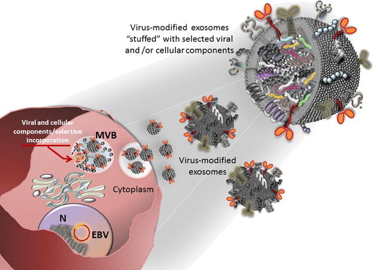 https://cdn.ncbi.nlm.nih.gov/pmc/blobs/430a/7103310/287a186b1cc2/fx1_lrg.jpg