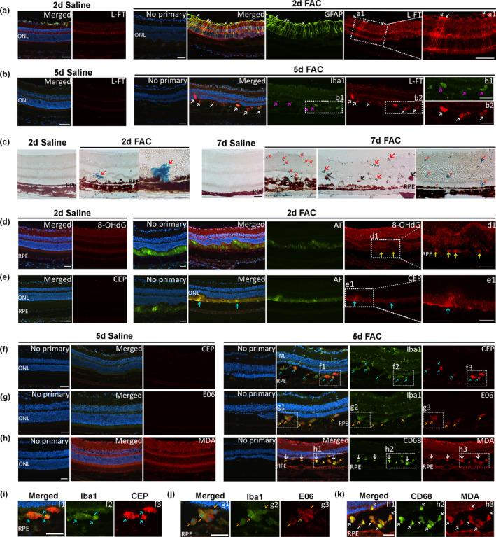 https://cdn.ncbi.nlm.nih.gov/pmc/blobs/430c/8590099/e522a808b2e1/ACEL-20-e13490-g001.jpg