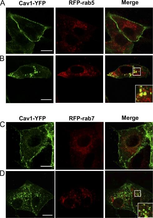 https://cdn.ncbi.nlm.nih.gov/pmc/blobs/430f/2542476/205c24995602/jcb1821153f08.jpg