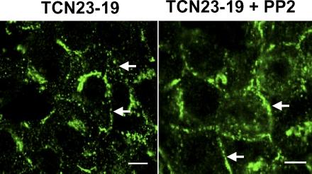 https://cdn.ncbi.nlm.nih.gov/pmc/blobs/430f/2542476/8de739d312da/jcb1821153f10.jpg