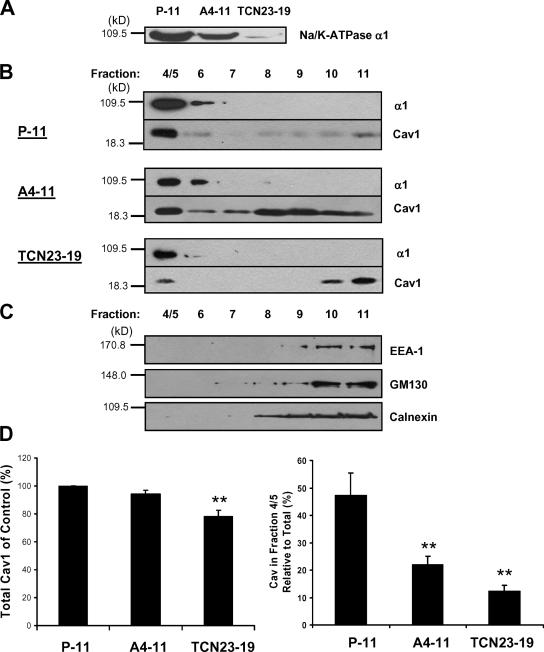 https://cdn.ncbi.nlm.nih.gov/pmc/blobs/430f/2542476/a9000aa9c1e8/jcb1821153f01.jpg