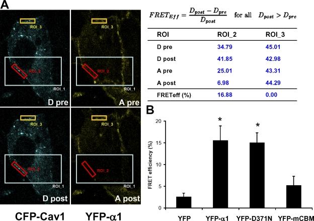 https://cdn.ncbi.nlm.nih.gov/pmc/blobs/430f/2542476/b7d2d6be0b73/jcb1821153f04.jpg