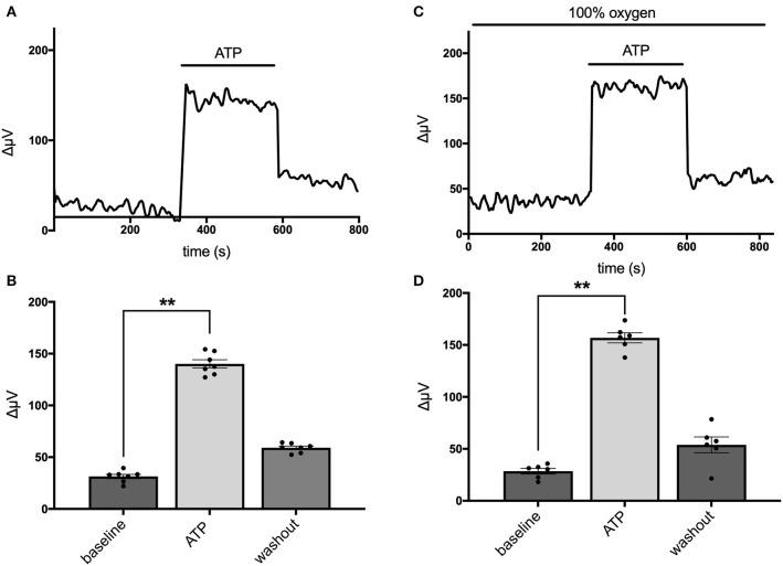 https://cdn.ncbi.nlm.nih.gov/pmc/blobs/4313/8120152/dde23285efd1/fncel-15-640217-g0003.jpg