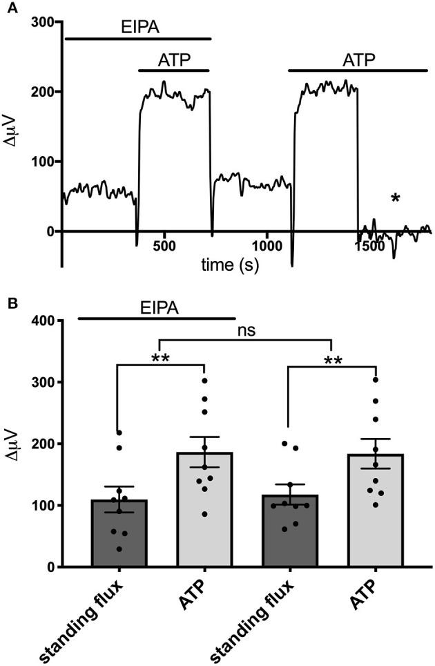 https://cdn.ncbi.nlm.nih.gov/pmc/blobs/4313/8120152/f6223653ccf2/fncel-15-640217-g0008.jpg