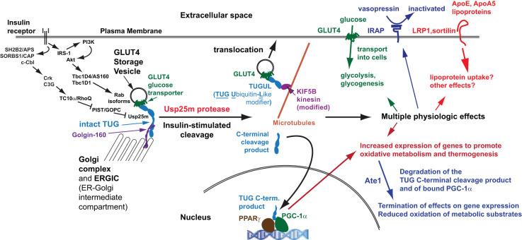 https://cdn.ncbi.nlm.nih.gov/pmc/blobs/4315/9556833/23667759dbf0/fendo-13-1019405-g004.jpg