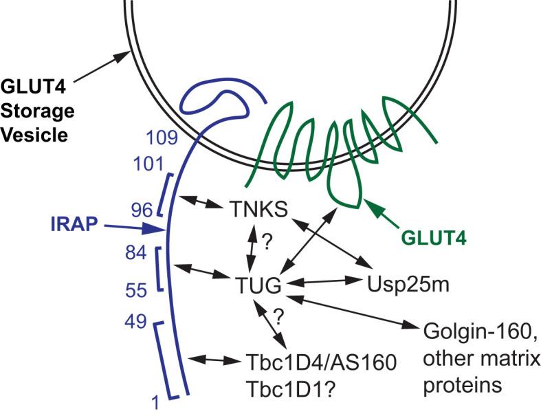 https://cdn.ncbi.nlm.nih.gov/pmc/blobs/4315/9556833/b06de50a46ba/fendo-13-1019405-g003.jpg