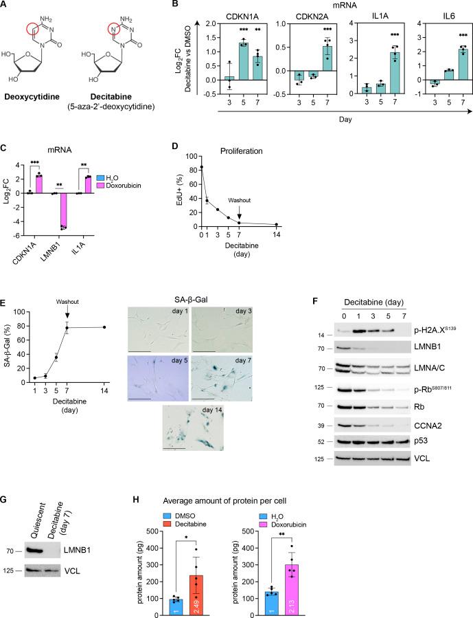 https://cdn.ncbi.nlm.nih.gov/pmc/blobs/4316/10272782/5e4e9783b5e7/LSA-2023-02127_FigS1.jpg