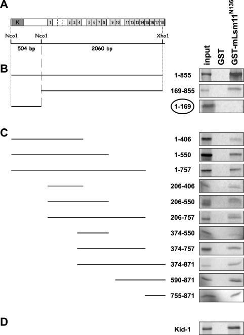 https://cdn.ncbi.nlm.nih.gov/pmc/blobs/4316/1075925/2b297848e3cf/gki516f1.jpg
