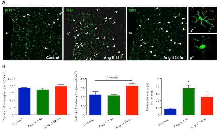 https://cdn.ncbi.nlm.nih.gov/pmc/blobs/4316/5583219/fbb0d0e45fdb/fphys-08-00592-g0003.jpg