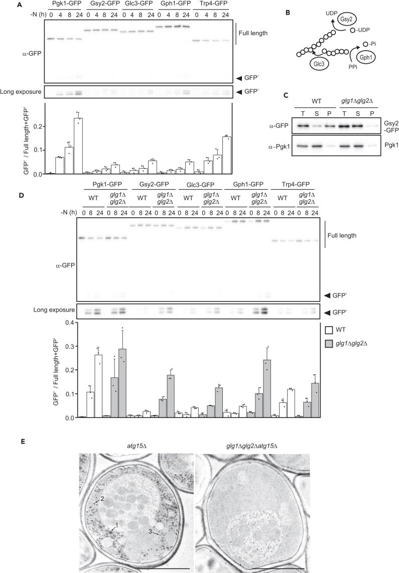 https://cdn.ncbi.nlm.nih.gov/pmc/blobs/4317/11145338/8d42e66d16f9/gr1.jpg