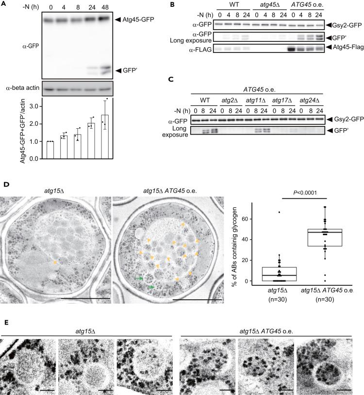 https://cdn.ncbi.nlm.nih.gov/pmc/blobs/4317/11145338/b988a62e44c9/gr4.jpg