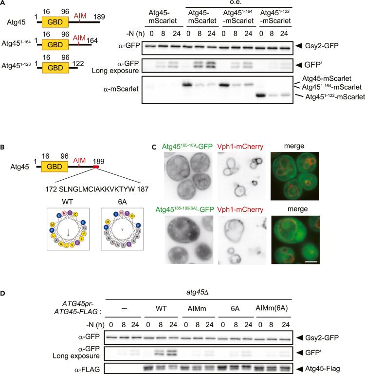 https://cdn.ncbi.nlm.nih.gov/pmc/blobs/4317/11145338/df624bdf060d/gr6.jpg