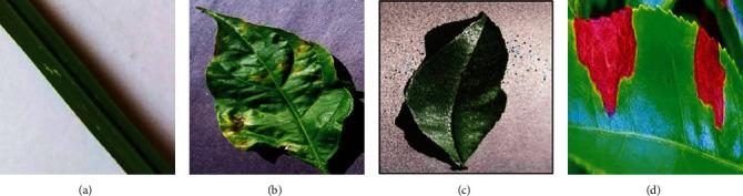 https://cdn.ncbi.nlm.nih.gov/pmc/blobs/4317/9492343/d2966b22221a/CIN2022-5102290.001.jpg