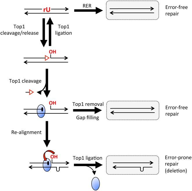 https://cdn.ncbi.nlm.nih.gov/pmc/blobs/4318/5027487/0aa64ab9556d/gkw495fig1.jpg