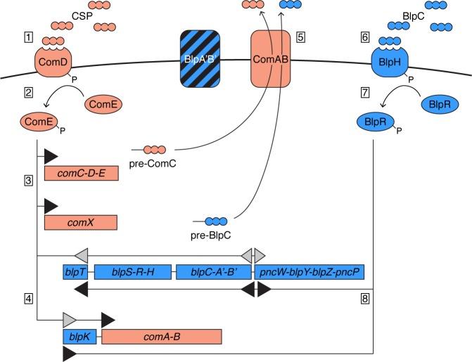 https://cdn.ncbi.nlm.nih.gov/pmc/blobs/4319/4739728/ebed0d18f3d1/ppat.1005422.g007.jpg