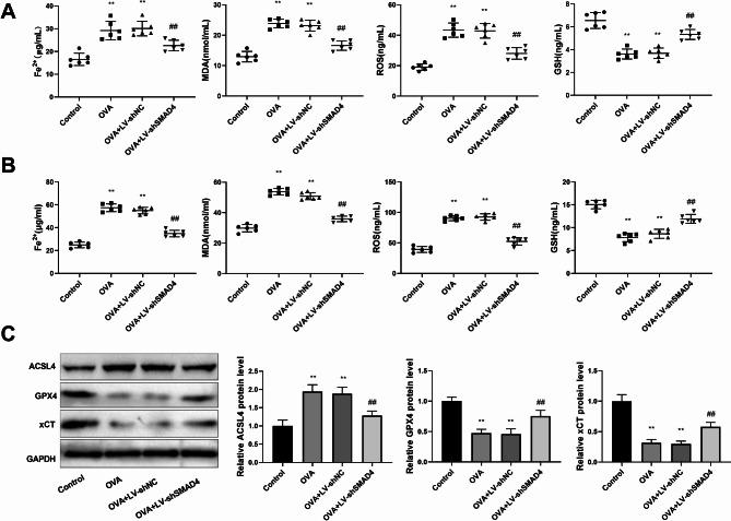 https://cdn.ncbi.nlm.nih.gov/pmc/blobs/431b/11622552/128edfbc9119/12931_2024_3052_Fig2_HTML.jpg