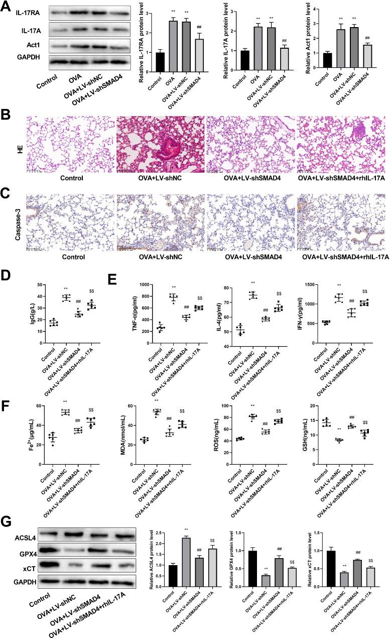 https://cdn.ncbi.nlm.nih.gov/pmc/blobs/431b/11622552/5a9500278513/12931_2024_3052_Fig8_HTML.jpg